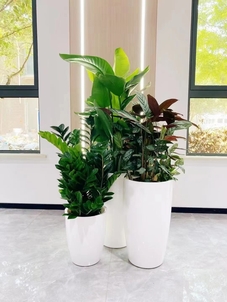 杭州湾花木租摆价格实惠