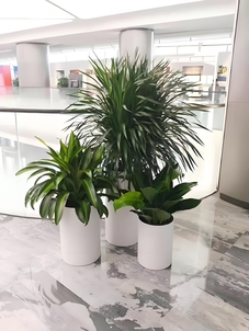 鄞州绿植租摆专业