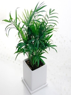 深挖宁波江北花卉租摆价格，不容错过！