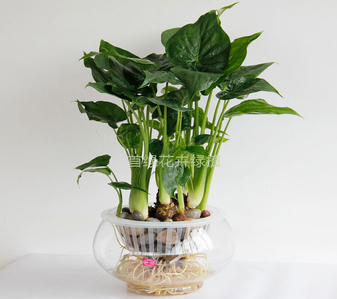 深度解析奉化绿化修剪设计的魅力所在！