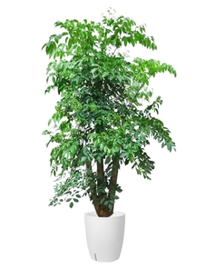 镇海绿化修剪设计：如何打造别具一格的城市绿色风景线？